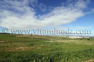 Vue sur Hennaya (Eugène Etienne)