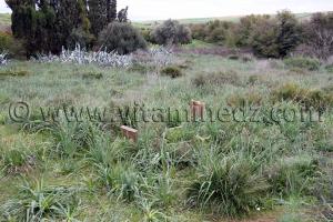 Tlemcen - Commune Ain youcef, ancien cimetière village de Boukoura