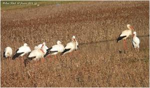 Ibn Badis (Constantine) - Arrivée de la cigogne blanche