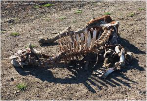 Ibn Badis (Constantine) - Cadavres de bovins...à l'air libre, non enterrés