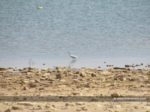 Tlemcen - Héron au barrage d'El Mefrouche