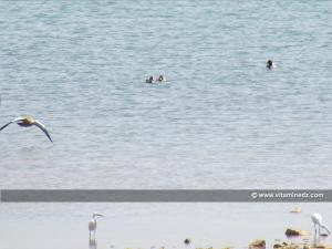 Tlemcen - Les oiseaux migrateurs en ligne de mire des jeunes