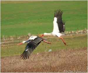 Ibn Badis (Constantine) - Première observation de l'arrivée de la cigogne en cette fin d'année 2015