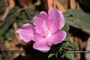 Fleur : Mauve sauvage