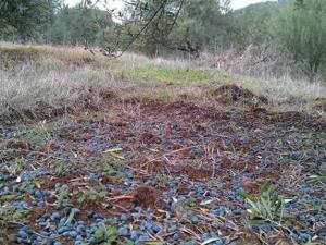 Campagne oléicole à Béjaïa:  L’année des vaches maigres