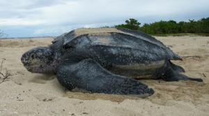 Beni Saf (Ain Temouchent) - Une tortue luth échoue à la plage du Puits