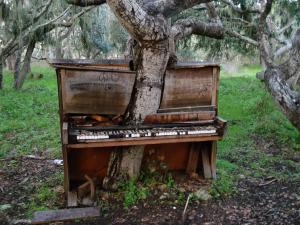 Planète -  The Old Piano Tree  - Californie, USA