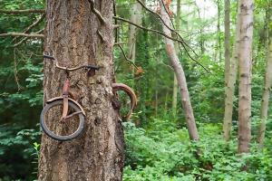 Planète - Vélo mangé par un arbre - Vashon Island, USA