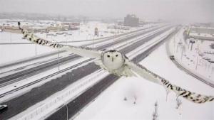 Planète - Canada: Un harfang des neiges filmé par une caméra de surveillance sur l'autoroute