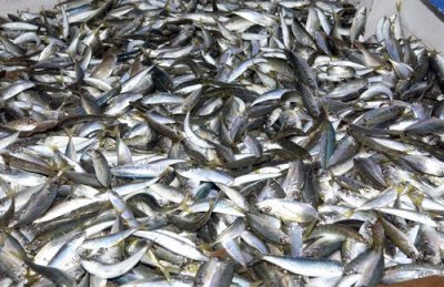 Jijel -  La sardine à 100 DA