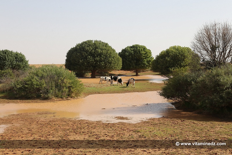 Naama - Une petite Oasis du coté de Gaaloul