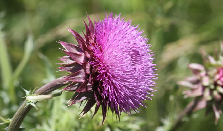 Planète - Le chardon, la mauvaise herbe qui nous débarrasse du pétrole