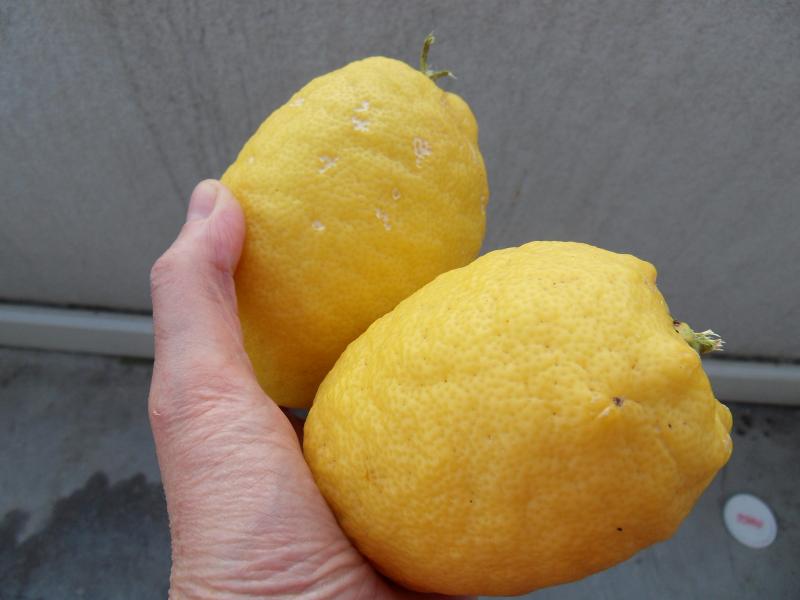 Les aliments prophétiques : Al outrouj, le gros citron