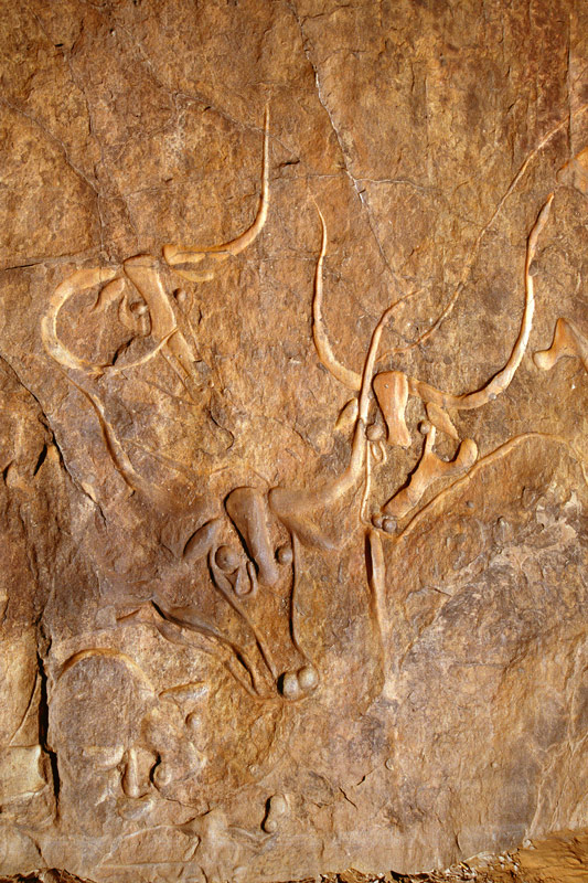 Gravures rupestres, Djanet, Algérie. Trois grandes gravures polies de bovins sauvages.