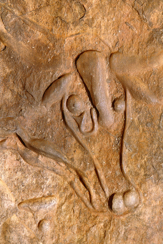 Djanet, Algérie. Grande gravure de la tête polie d'un bétail sauvage.