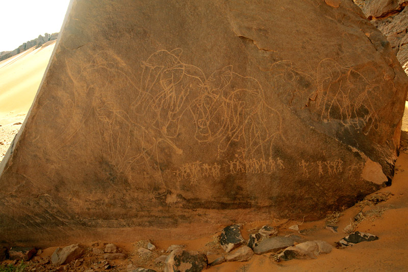 Tadrart, Algérie. Gravure de troupeau d'éléphants marchant à gauche. Les éléphants sont gravés dans le contour poli avec une décoration sur les troncs et les oreilles.