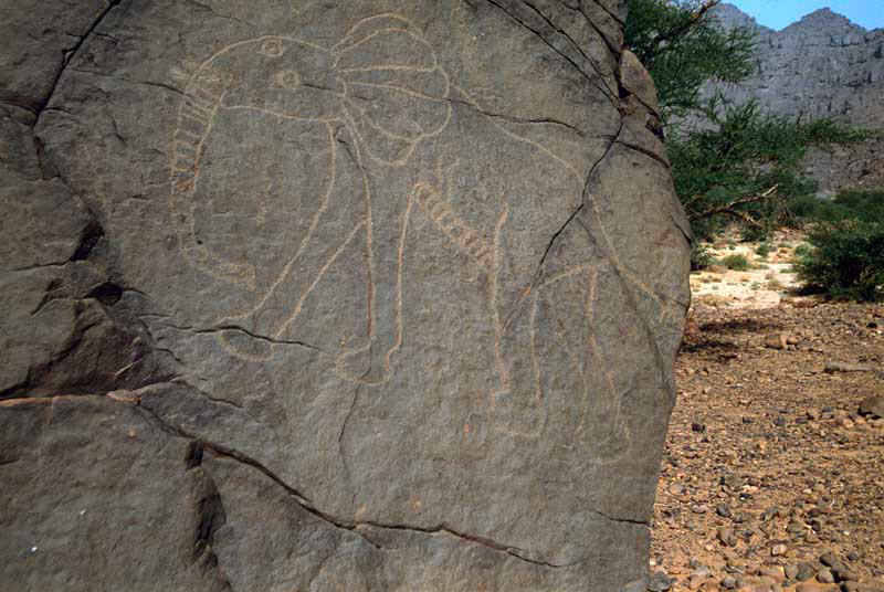 Oued Djerat, Algérie. Grand rocher de grès dans le fond de la gorge face à pente raide. Décrire la gravure de l'éléphant avec deux yeux, le tronc décoré, l'oreille et de l'estomac. Début de la période Hunter.