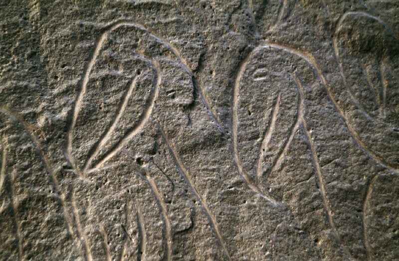Oued Djerat, Algérie. (Vue du paysage) Chefs de deux oiseaux (Pélicans?).