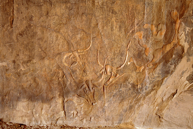 Oued Djaret, Algérie. Vue directe sur trois grandes gravures polies de bovins sauvages.