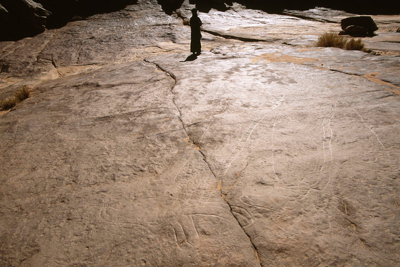 Oued Djaret, Algérie. Vous recherchez des chefs des organes de deux grandes girafes.