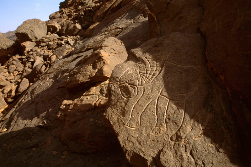 Oued Djaret, Algérie. Close-up de l'éléphant tourné vers la gauche avec l'oreille décoré et le tronc upraised à la bouche.