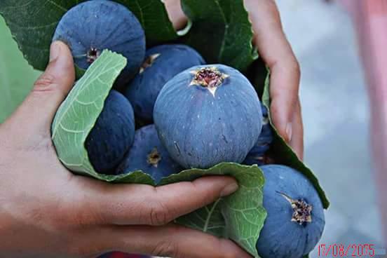 les figues de mes figuiers  a Oouled Aissa Zatima Benimileuk Tipaza