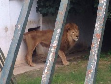 Alger - Parc zoologique de Ben Aknoun/ Rassemblement de protestation contre la maltraitance des animaux