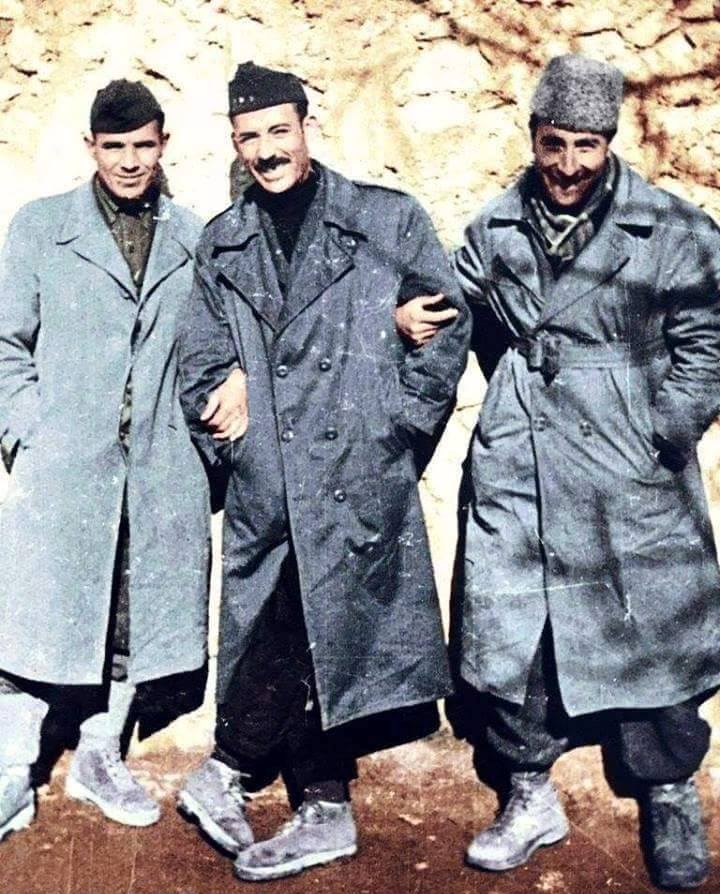 Les lions de Djujura