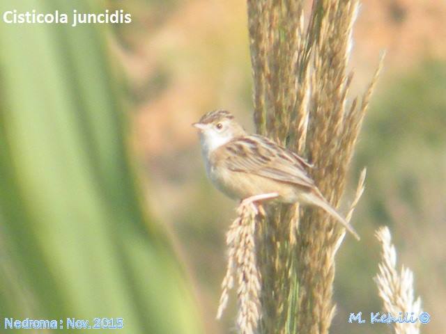 Zitting Cisticola -  هازجة مروحية الذنب
