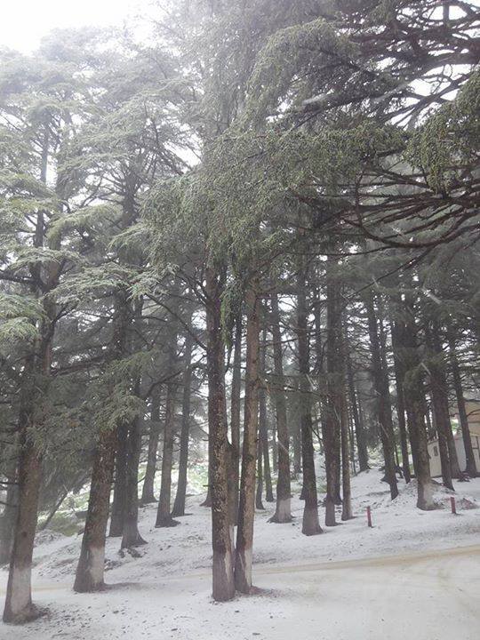 Première chute de neige à Chréa (Blida)