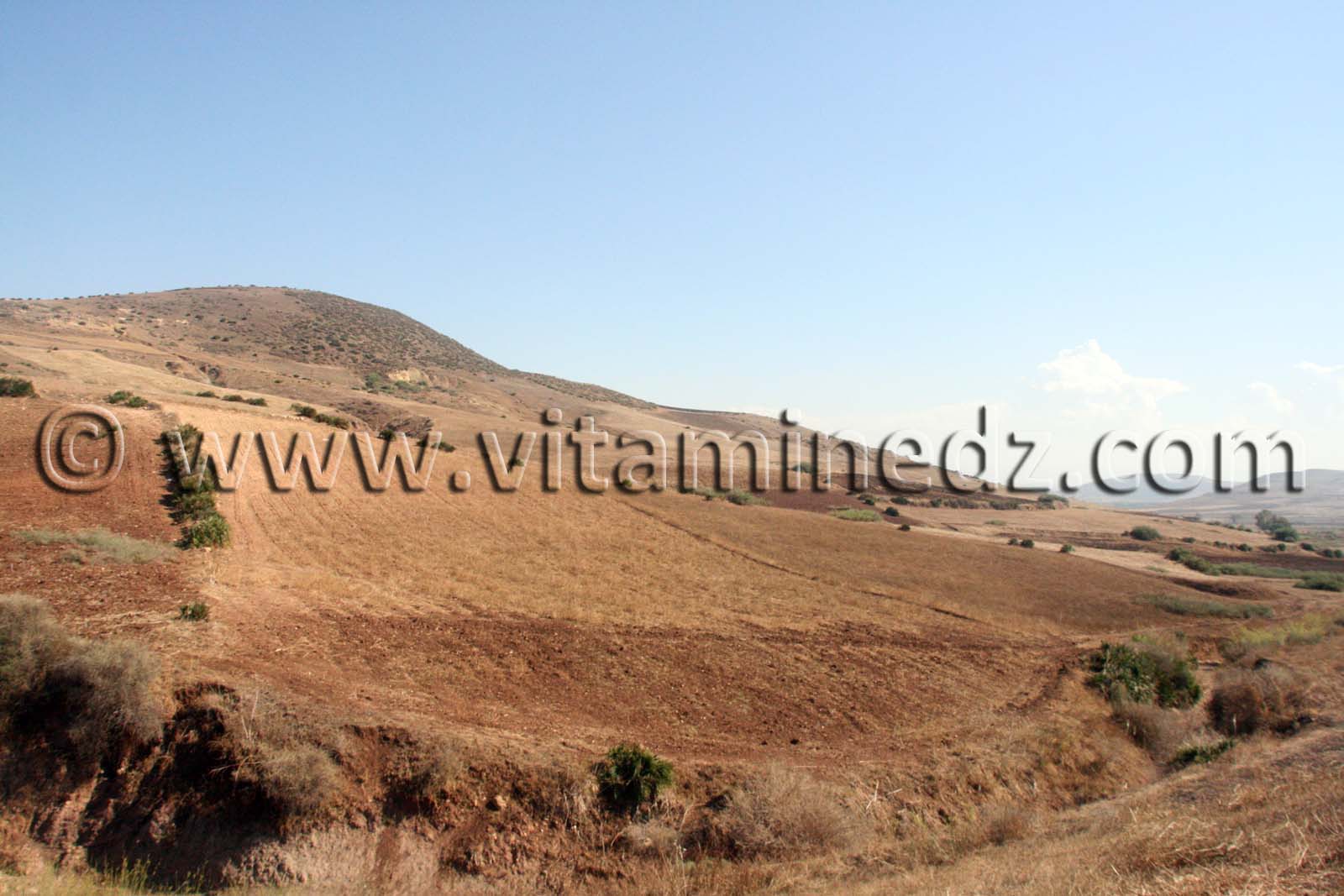 Terre agricole de 37 Hectares à Sidi Ouriache (Oulhassa) à vendre au lieu dit Zebboudja