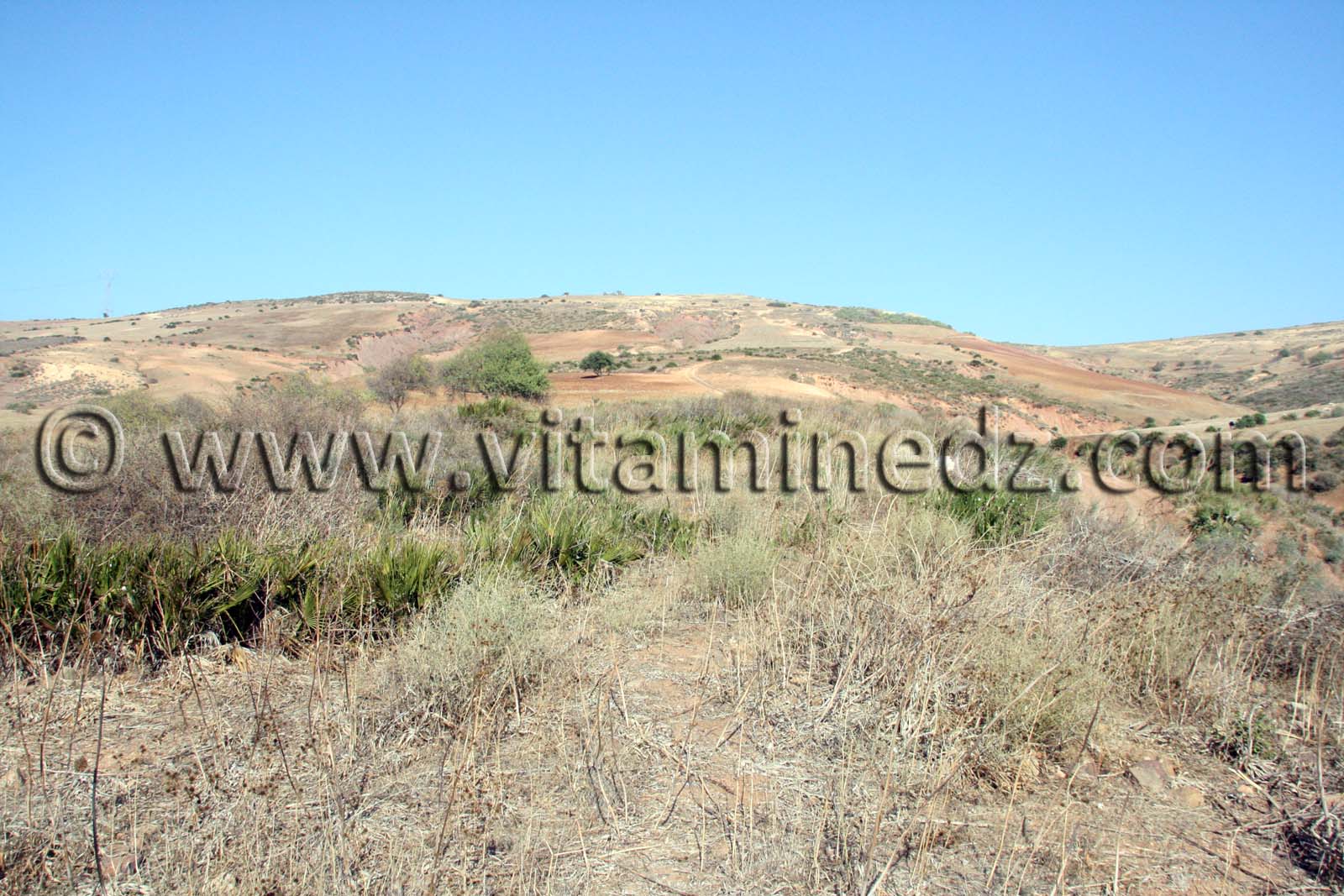 Terre agricole de 37 Hectares à Sidi Ouriache (Oulhassa) à vendre au lieu dit Zebboudja