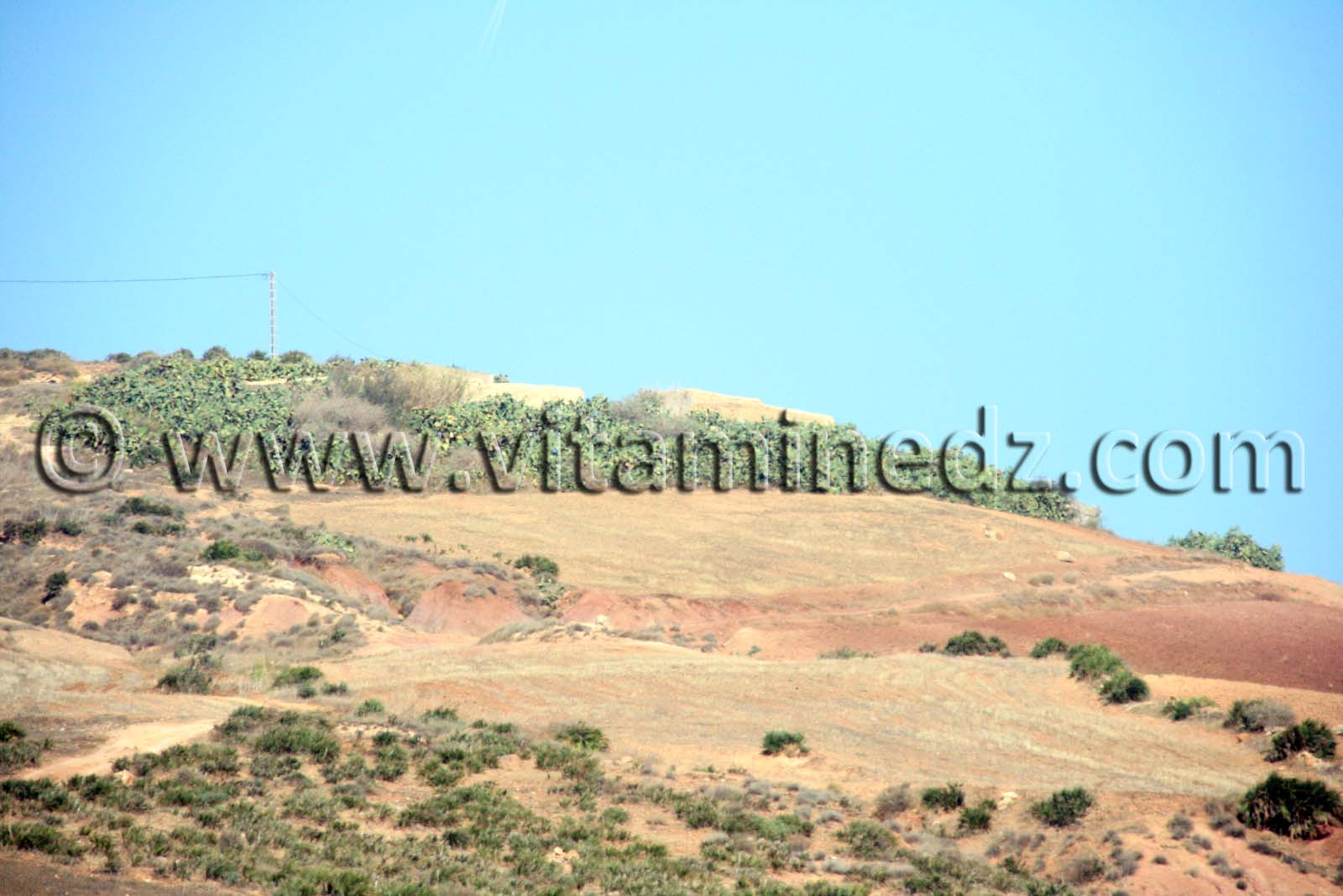 Terre agricole de 37 Hectares à Sidi Ouriache (Oulhassa) à vendre au lieu dit Zebboudja