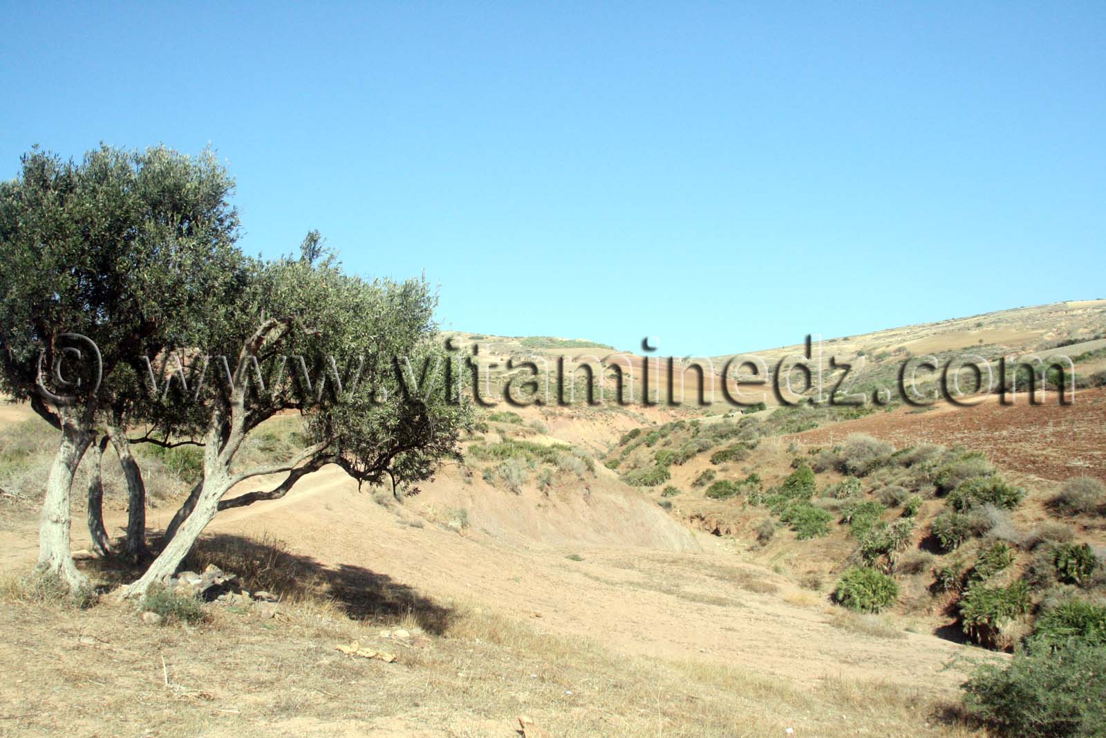 أرض زراعية مساحة 37 هكتارا في سيدي ورياش (ولهاصة) للبيع في مكان يدعى زبوجة