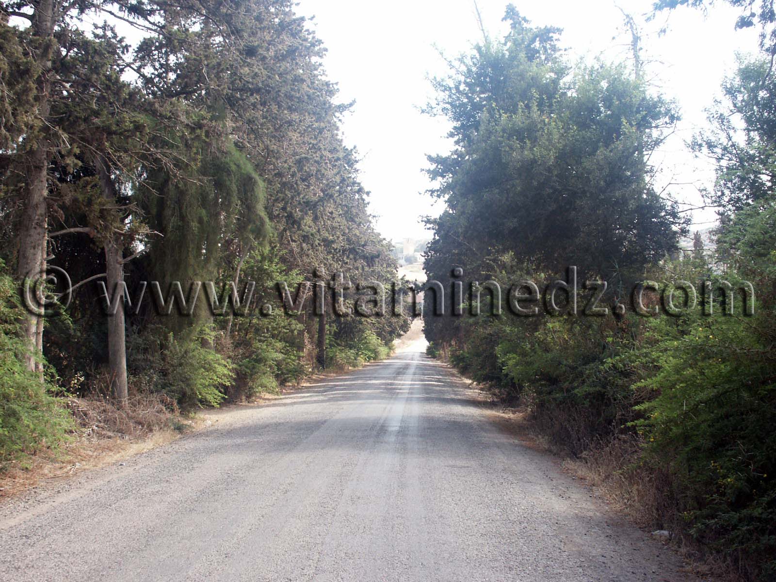 Vers le Village de Siga (Oulhassa - Wilaya Ain Temouchent)