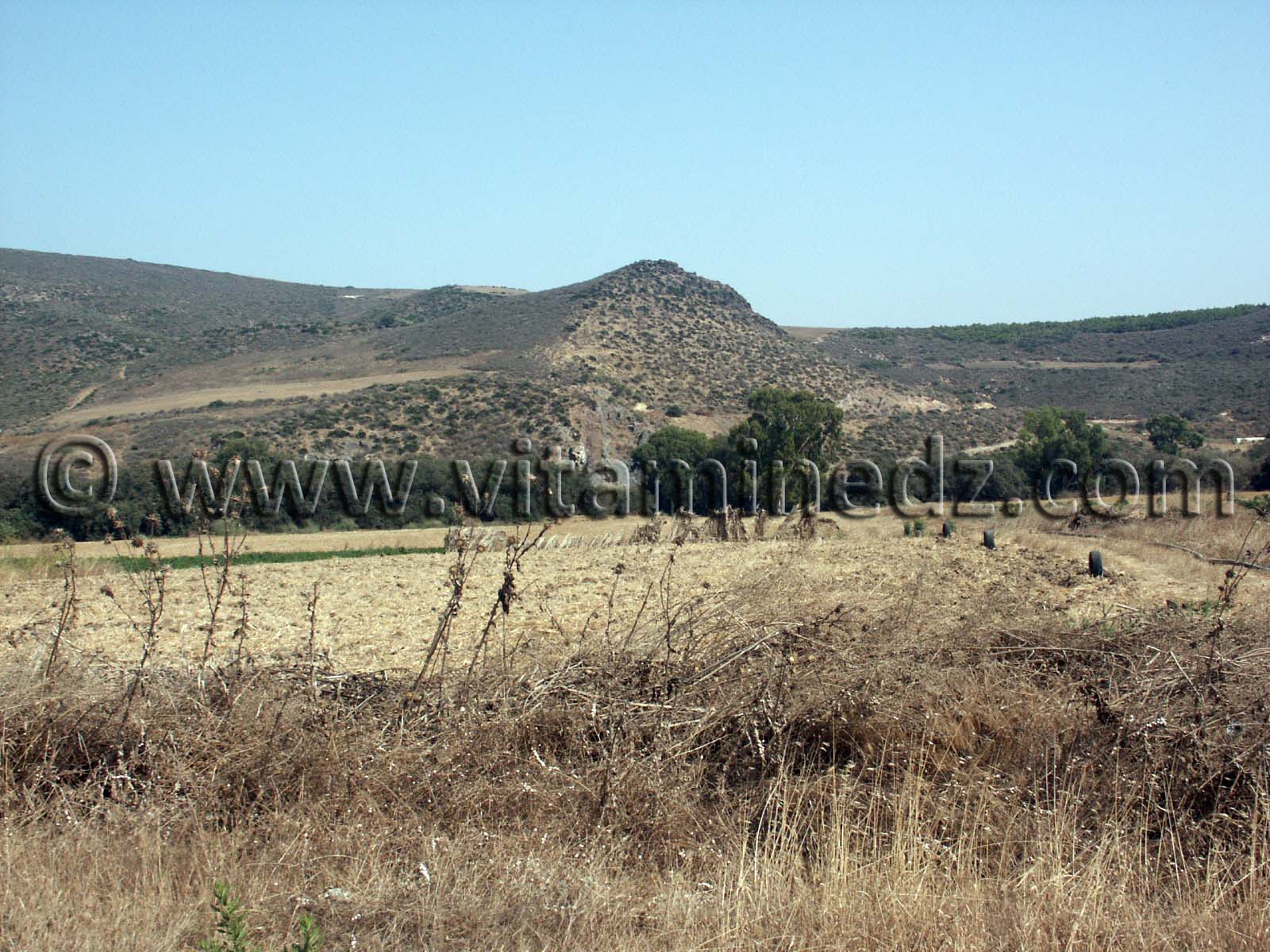 Terres agricoles Siga (Oulhassa - Wilaya Ain Temouchent)