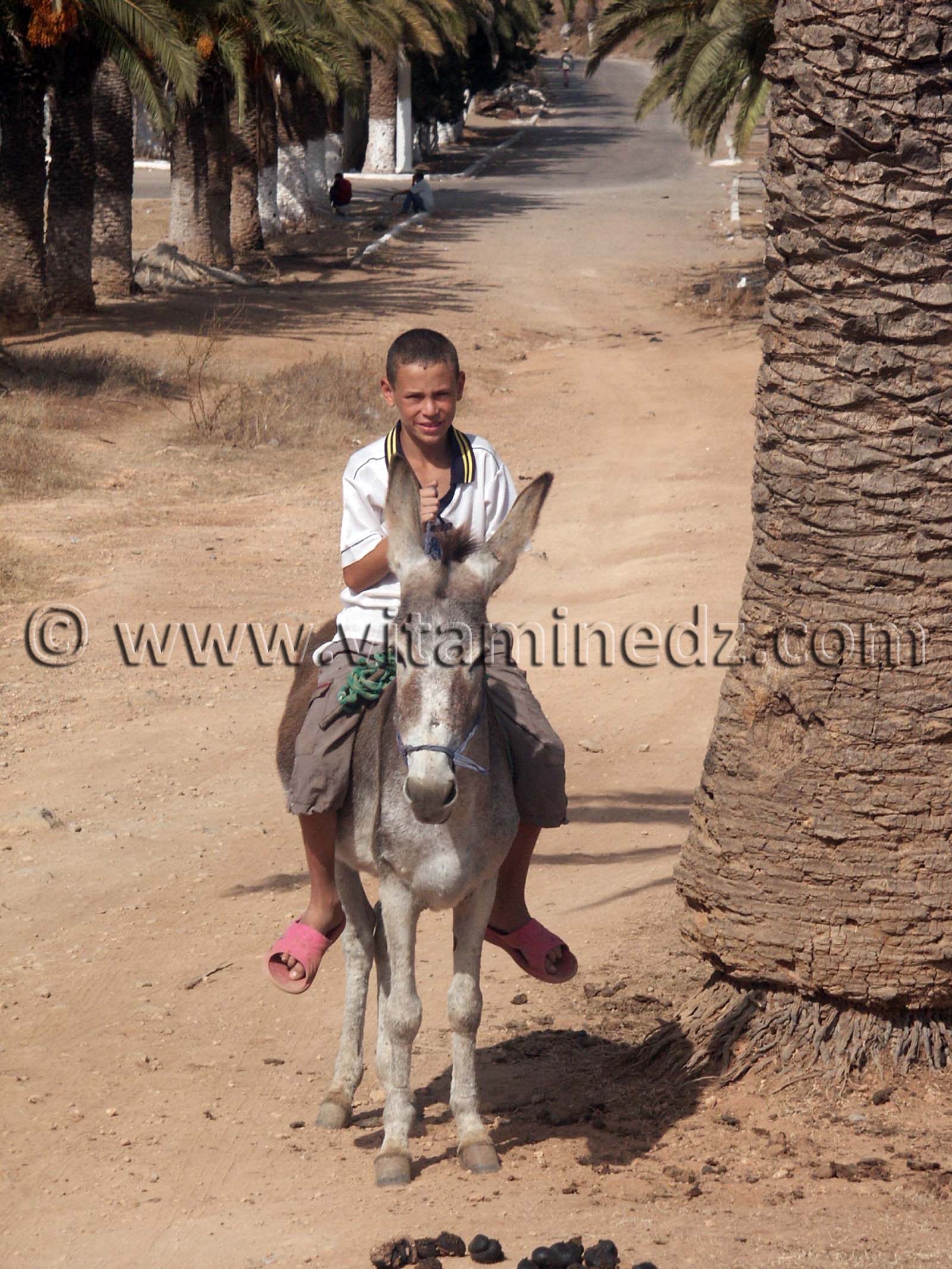 Enfant avec son ane du Village de Siga (Oulhassa - Wilaya Ain Temouchent)