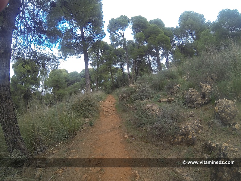 Chemins pour randonneurs Foret du petit perdreau (Tlemcen)