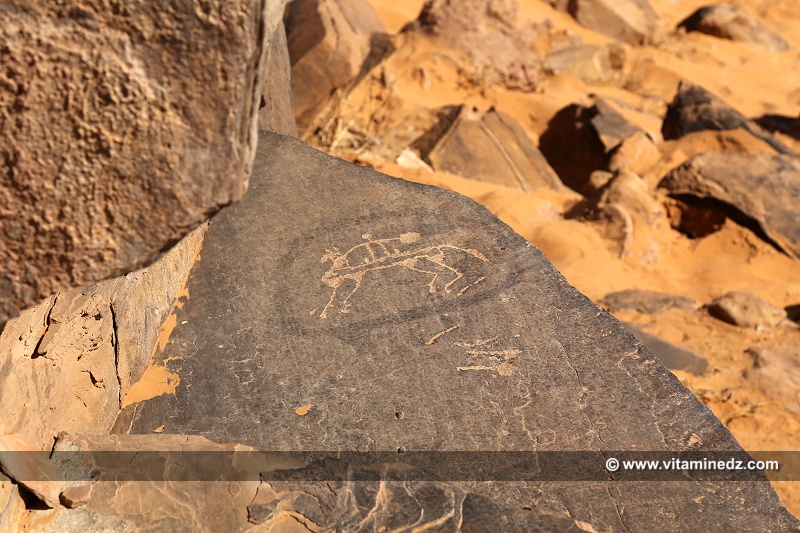 Gravures rupestres à Taghit (Algérie - Wilaya de Béchar)