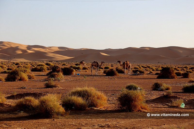 Chameaux à Taghit (Algérie - Wilaya de Béchar)