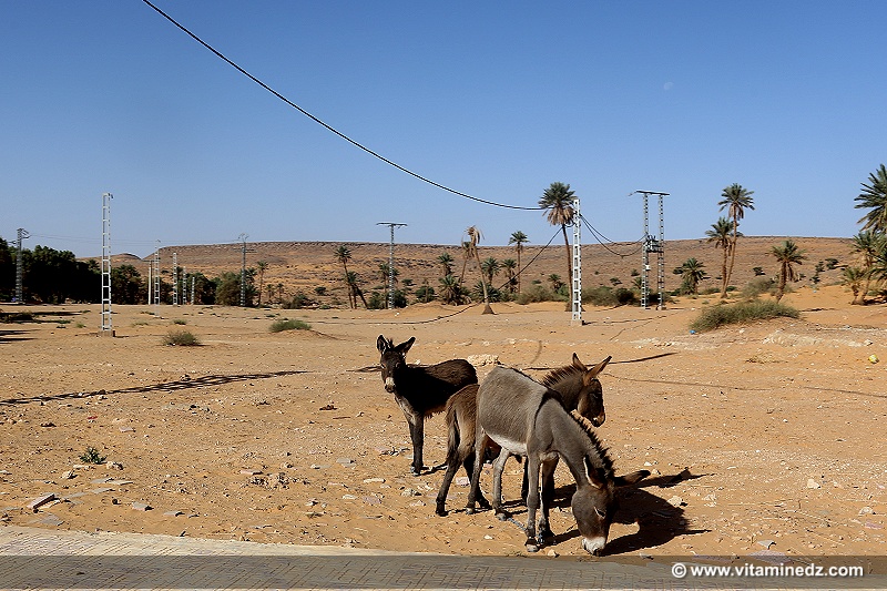 Petits anes à Taghit (Algérie - Wilaya de Béchar)