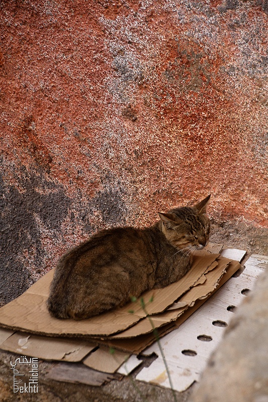 Tlemcen - Chat au Quartier historique d'El Eubbad