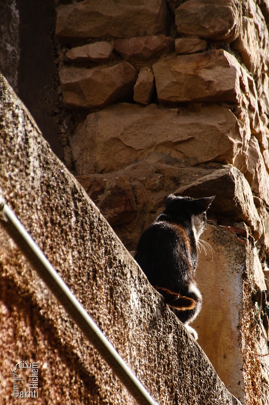 Tlemcen - Chat de gouttières - Quartier historique d'El Eubbad