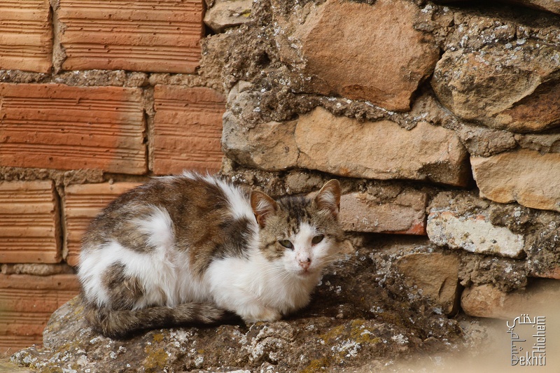 Chaton - Quartier historique d'El Eubbad