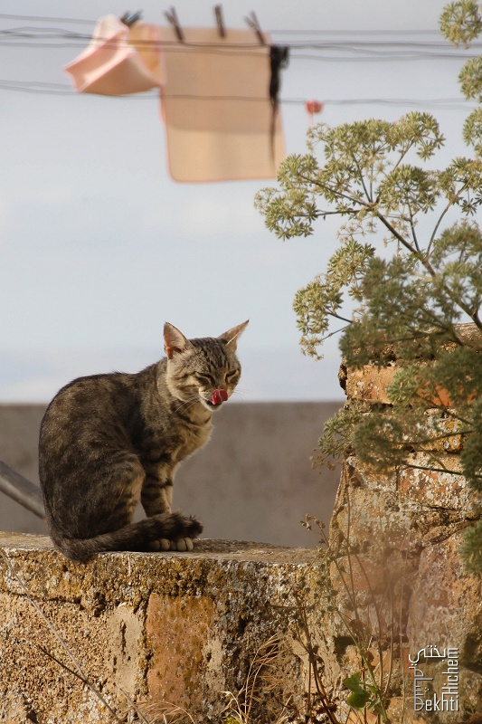 Chat rassasié - Tlemcen - Quartier historique d'El Eubbad
