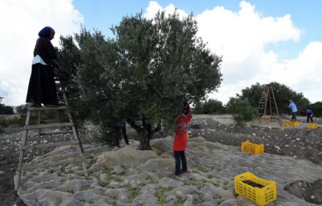 Maghreb - Le changement climatique menace l'«or vert» tunisien