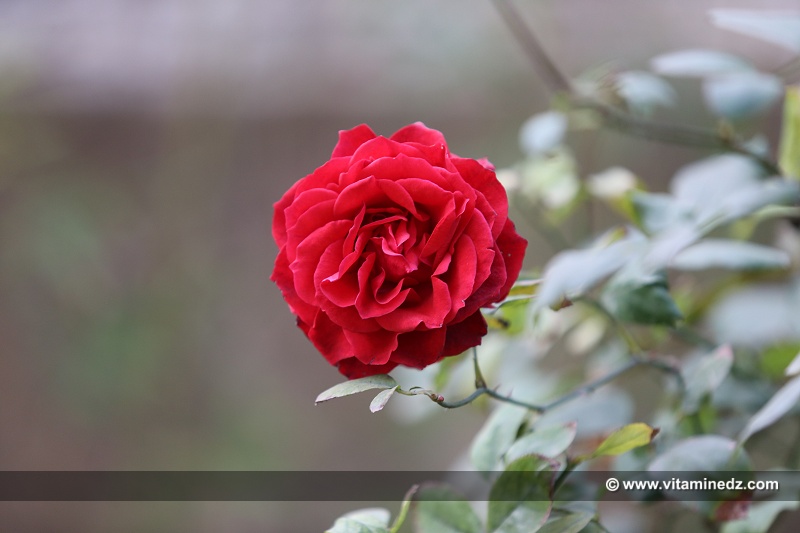 Quand tailler les rosiers ?