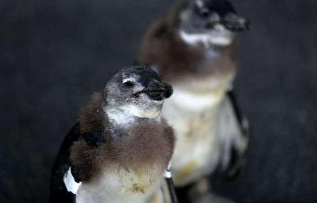 Afrique - Course contre la montre pour stopper la mystérieuse disparition des manchots du Cap