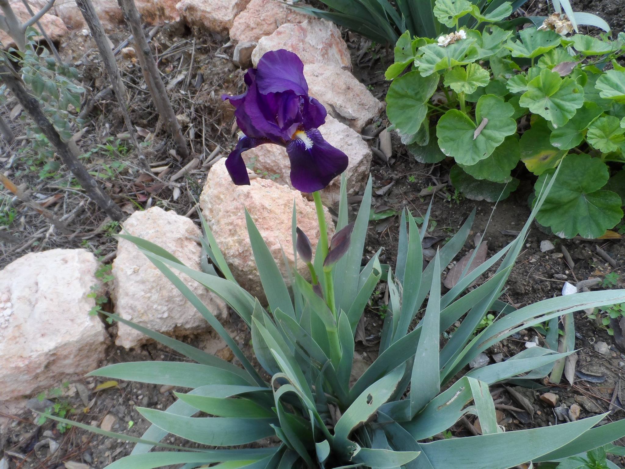 L'iris en fleur, le printemps avant l'hiver