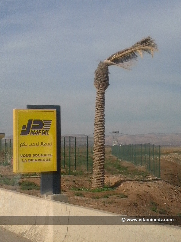 Palmiers ... Naftal, wilayas, collectivités locales CESSEZ LE MASSACRE